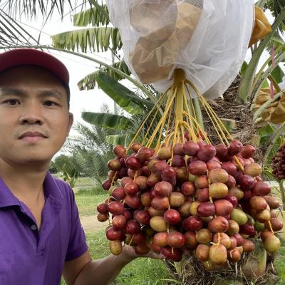 KỸ THUẬT TRỒNG VÀ CHĂM SÓC CÂY CHÀ LÀ